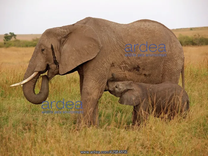 : African Elephant - cow nurses calf : African Elephant - cow nurses calf