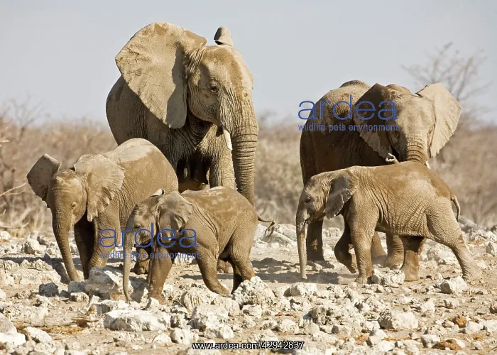 : African Elephant - Cow and young : African Elephant - Cow and young