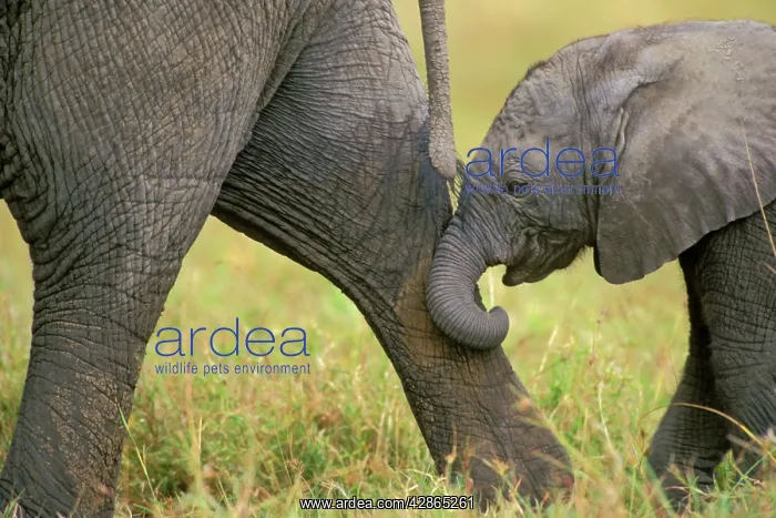 : African Elephant - Cow with young calf. Calf following : African Elephant - Cow with young calf. Calf following
