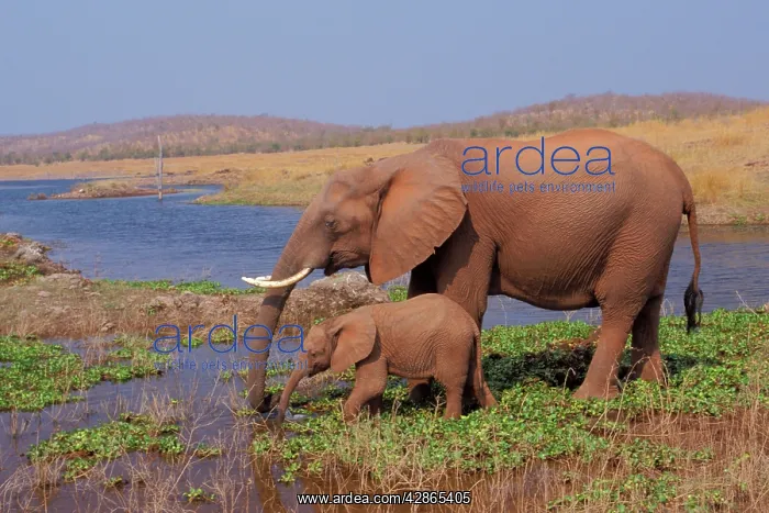 : African Elephant - Cow with young calf drinking from Lake : African Elephant - Cow with young calf drinking from Lake
