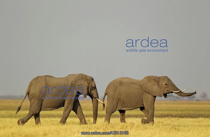 : African Elephant - two cows in the Savuti marsh : African Elephant - two cows in the Savuti marsh