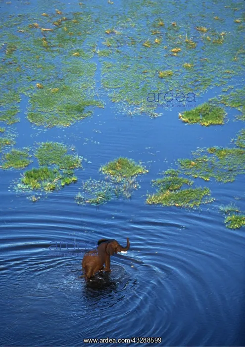 : African ELEPHANT - crossing lagoon, aerial : African ELEPHANT - crossing lagoon, aerial