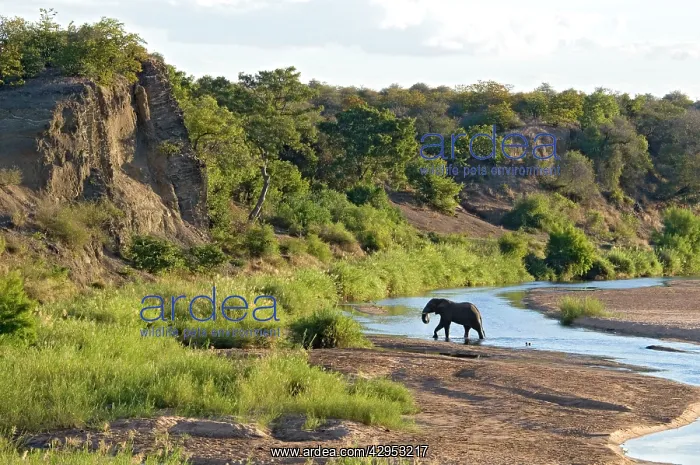 : African Elephant - crossing Letaba River, backlit : African Elephant - crossing Letaba River, backlit
