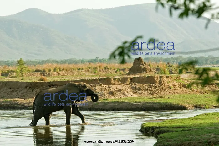  : African Elephant crossing Zambesi River