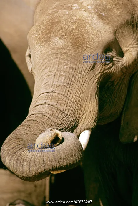  : African Elephant - with curled up trunk