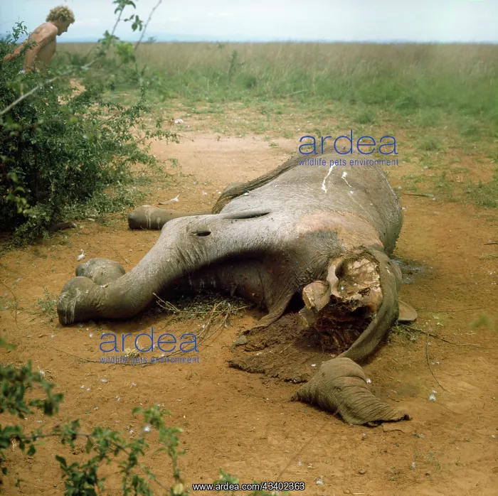: African ELEPHANT - dead, poached for ivory tusks : African ELEPHANT - dead, poached for ivory tusks