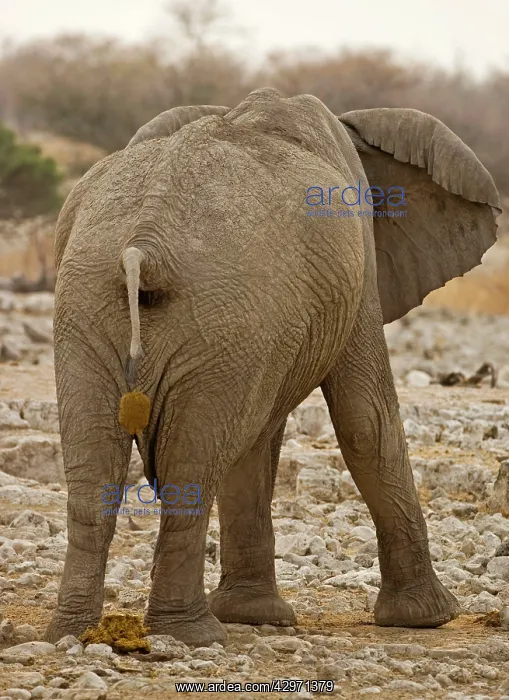 : African Elephant - defecating : African Elephant - defecating