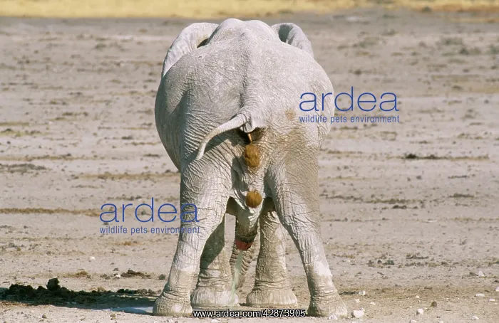: African ELEPHANT - defecating and urinating bull : African ELEPHANT - defecating and urinating bull