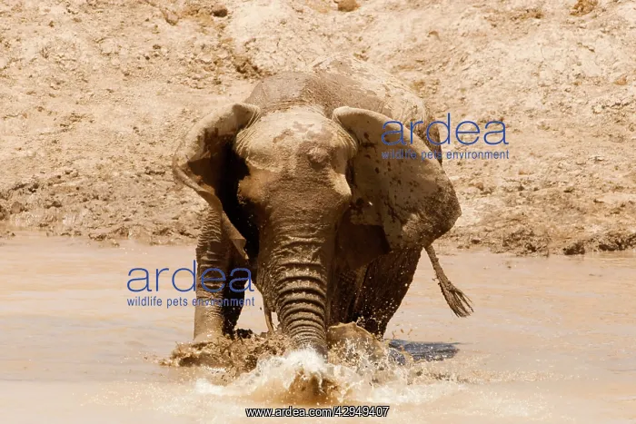  : African Elephant - desert adapted - adult female