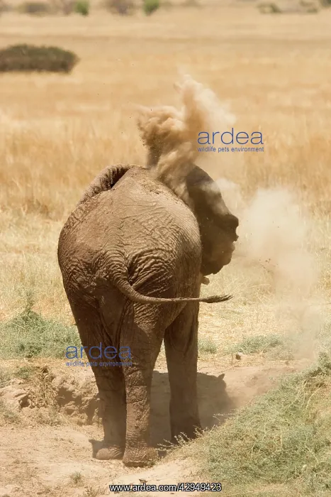  : African Elephant - desert adapted - adult flings