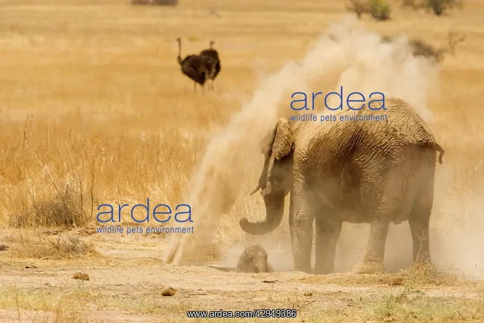 : African Elephant - desert adapted - adult throws : African Elephant - desert adapted - adult throws