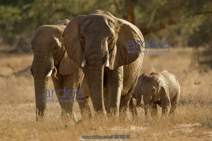 : African Elephant - desert adapted - two adults : African Elephant - desert adapted - two adults