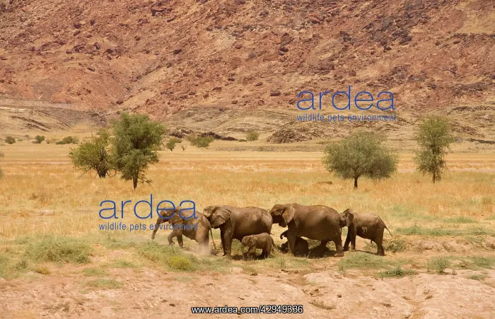 : African Elephant - desert adapted - adults and : African Elephant - desert adapted - adults and