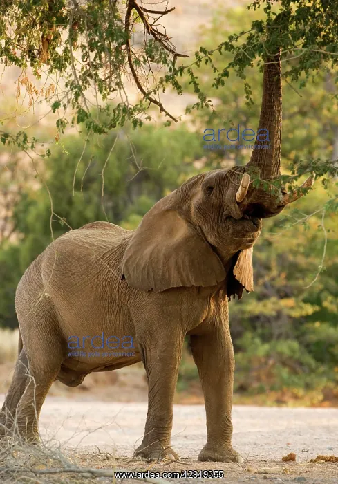 : African Elephant - desert adapted - bull using : African Elephant - desert adapted - bull using