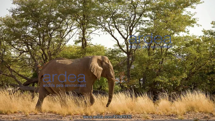 : African Elephant - desert adapted - bull walking : African Elephant - desert adapted - bull walking