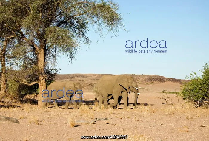 : African Elephant - Desert adapted bulls in their : African Elephant - Desert adapted bulls in their