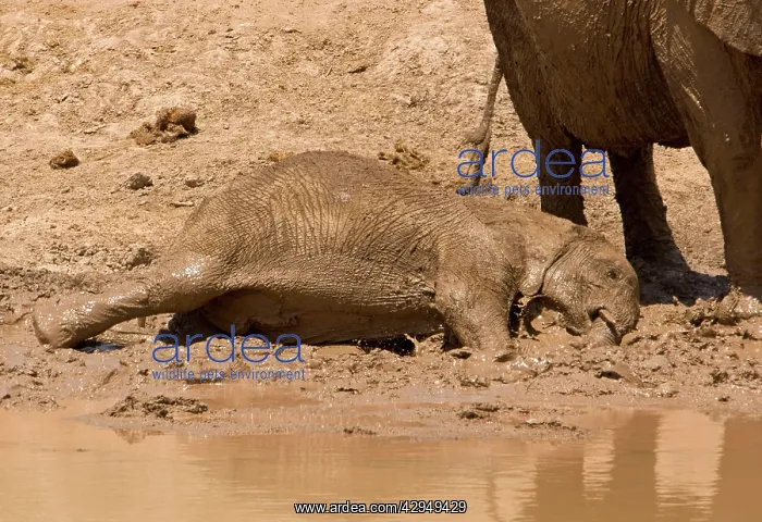 : African Elephant - desert adapted - calf having : African Elephant - desert adapted - calf having