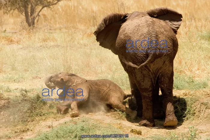 : African Elephant - desert adapted - calf rolls : African Elephant - desert adapted - calf rolls