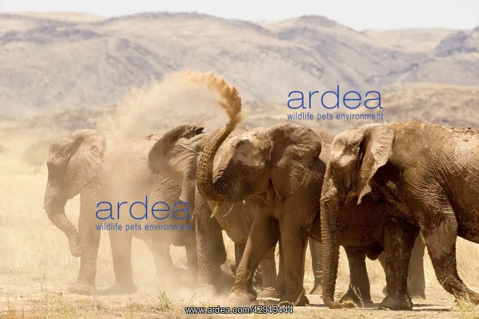 : African Elephant - desert adapted - family members : African Elephant - desert adapted - family members
