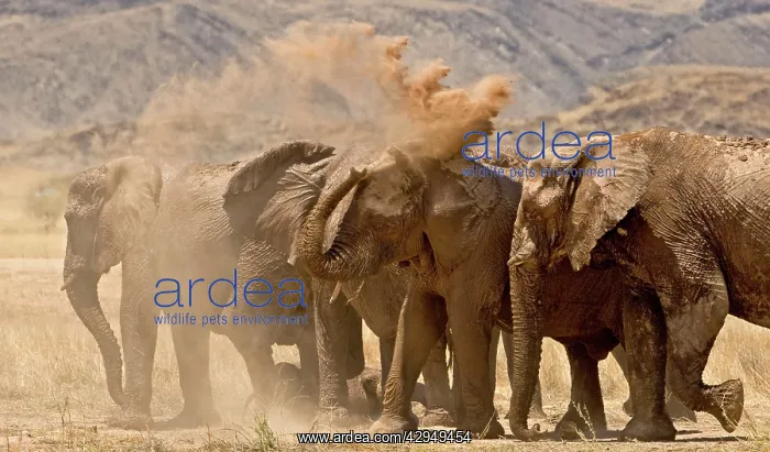 : African Elephant - desert adapted - family members : African Elephant - desert adapted - family members