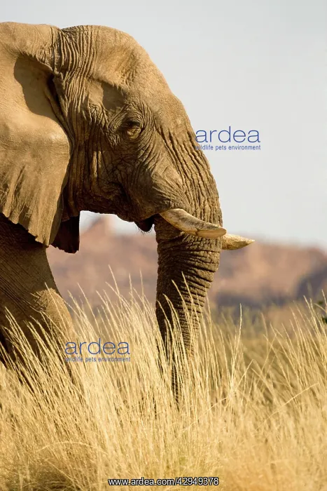 : African Elephant - desert adapted - head and shoulder : African Elephant - desert adapted - head and shoulder