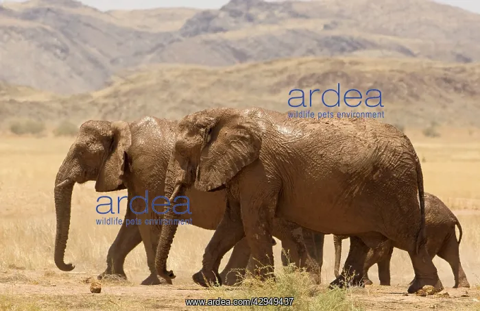 : African Elephant - desert adapted - members of : African Elephant - desert adapted - members of