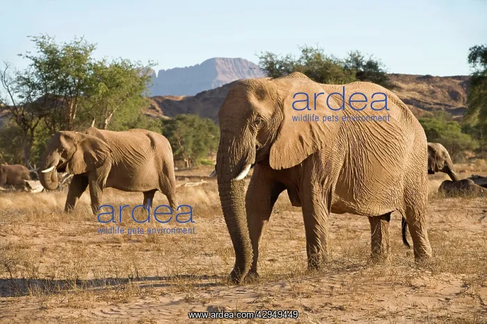 : African Elephant - desert adapted - members of : African Elephant - desert adapted - members of