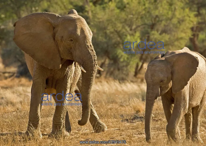 : African Elephant - desert adapted - young elephant : African Elephant - desert adapted - young elephant