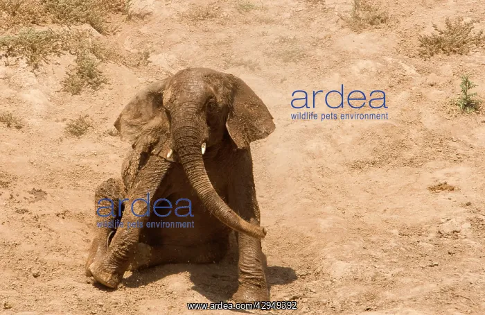 : African Elephant - desert adapted - youngster rolls : African Elephant - desert adapted - youngster rolls