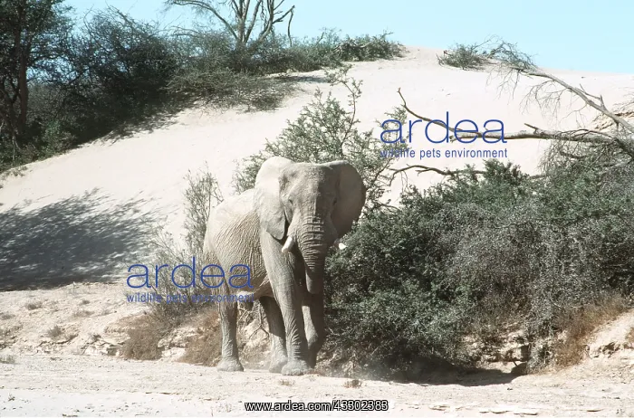 : AFRICAN ELEPHANT / desert elephant - single : AFRICAN ELEPHANT / desert elephant - single