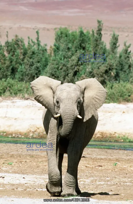 : AFRICAN ELEPHANT - Desert Elephant single, young bull : AFRICAN ELEPHANT - Desert Elephant single, young bull