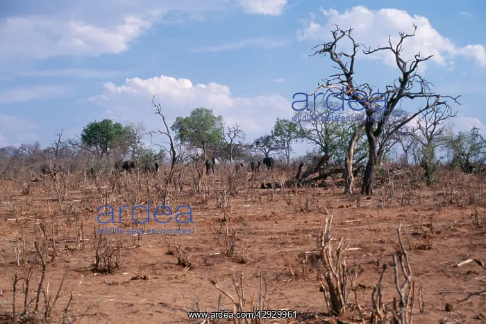 : African Elephant - Destruction of Svanannah habitat : African Elephant - Destruction of Svanannah habitat
