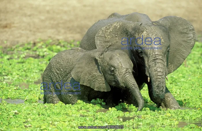 : African Elephant - two different aged calves having : African Elephant - two different aged calves having