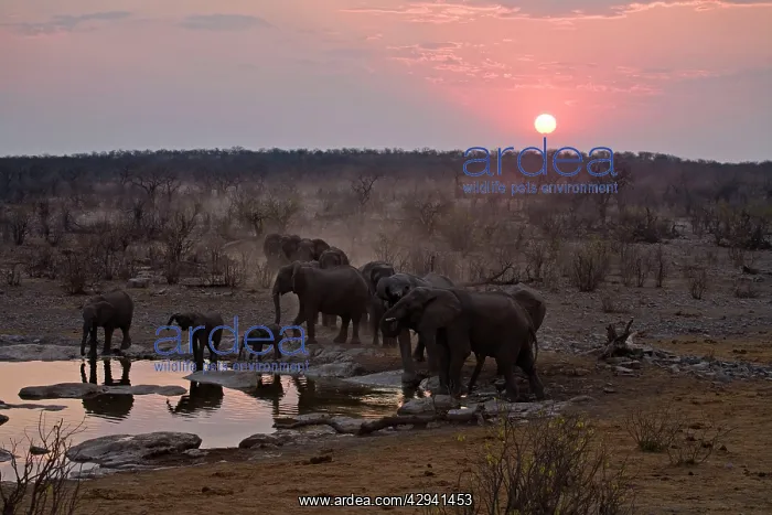 : African Elephant - Drink from a water hole at sunset : African Elephant - Drink from a water hole at sunset