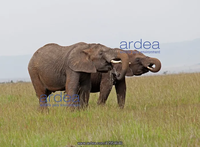 : African Elephant - two drinking from pool : African Elephant - two drinking from pool