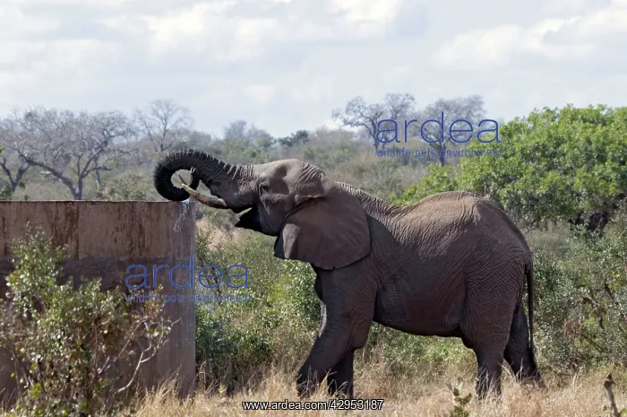 : African Elephant - drinking from water tank : African Elephant - drinking from water tank