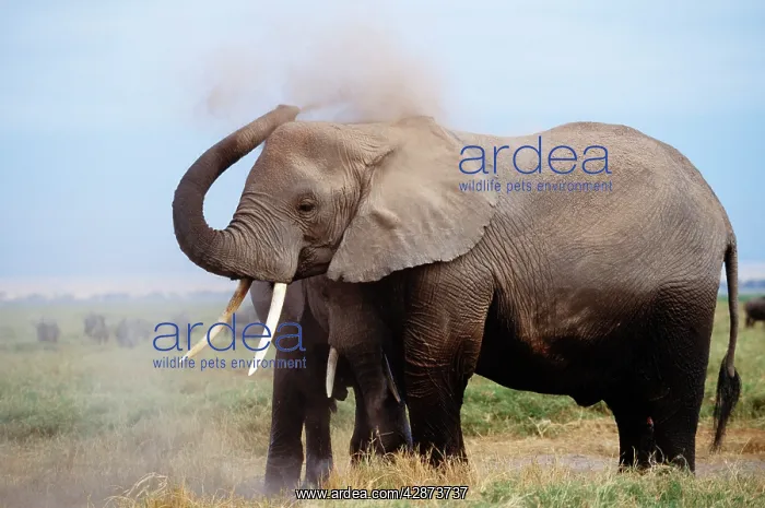 : African Elephant - dust bathing