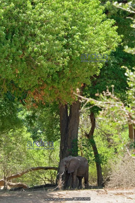 : African Elephant dwarfed by riverine trees : African Elephant dwarfed by riverine trees