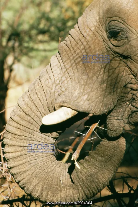 : African Elephant - Eating Acacia twig : African Elephant - Eating Acacia twig
