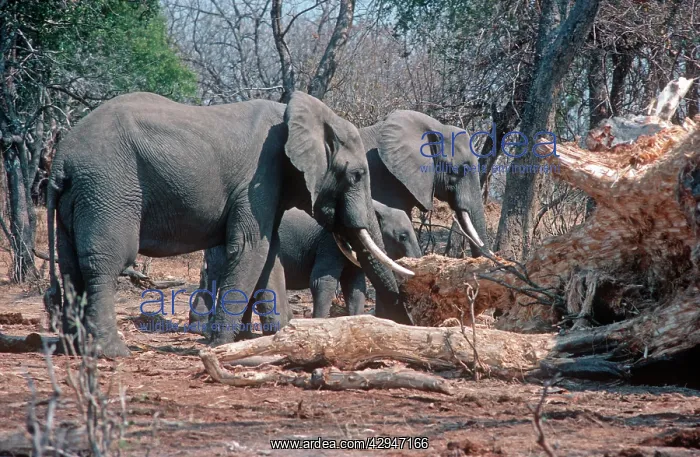 : African Elephant - eating damaged baobab / Boab trees : African Elephant - eating damaged baobab / Boab trees