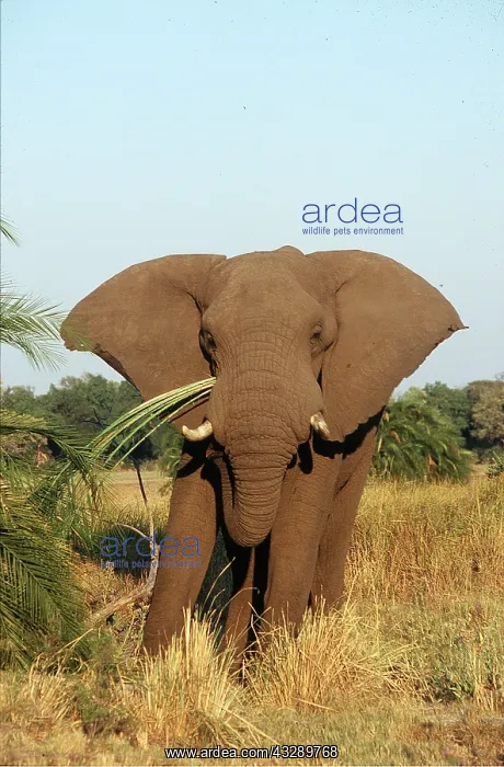 : African ELEPHANT - eating foliage : African ELEPHANT - eating foliage