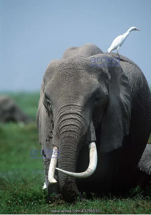  : African ELEPHANT - with egret on back