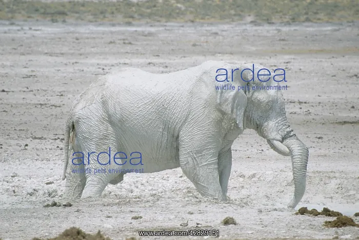 : African Elephant - Etosha's famous White Elephants : African Elephant - Etosha's famous White Elephants