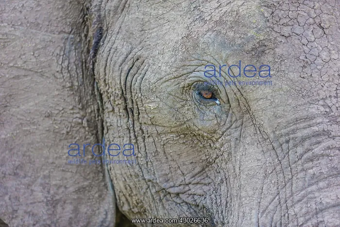  : African Elephant eye
