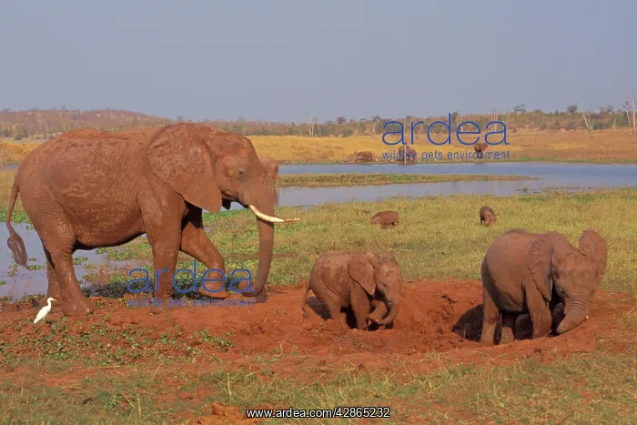 : African Elephant - Family enjoying a mud hole : African Elephant - Family enjoying a mud hole