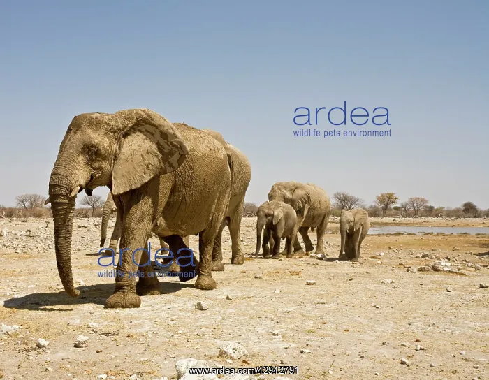  : African Elephant - Family Group on the move