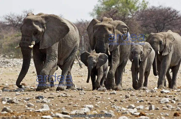 : African Elephant - family group on the move : African Elephant - family group on the move