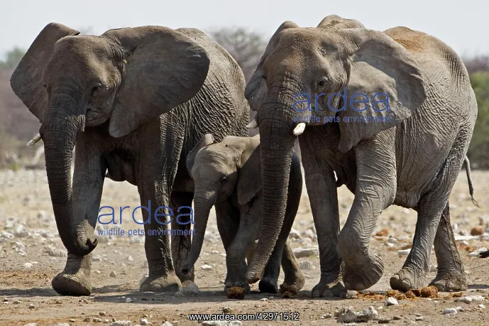 : African Elephant - family group on the move : African Elephant - family group on the move