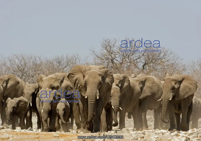 : African Elephant - Family group emerging from the dry bush : African Elephant - Family group emerging from the dry bush