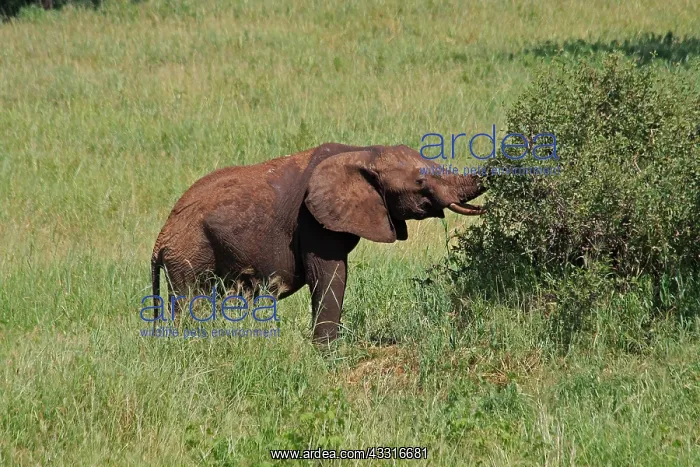 : African Elephant feeding on bush 1 201 : African Elephant feeding on bush 1 201
